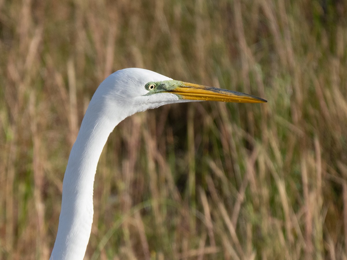 Great Egret - ML617824317