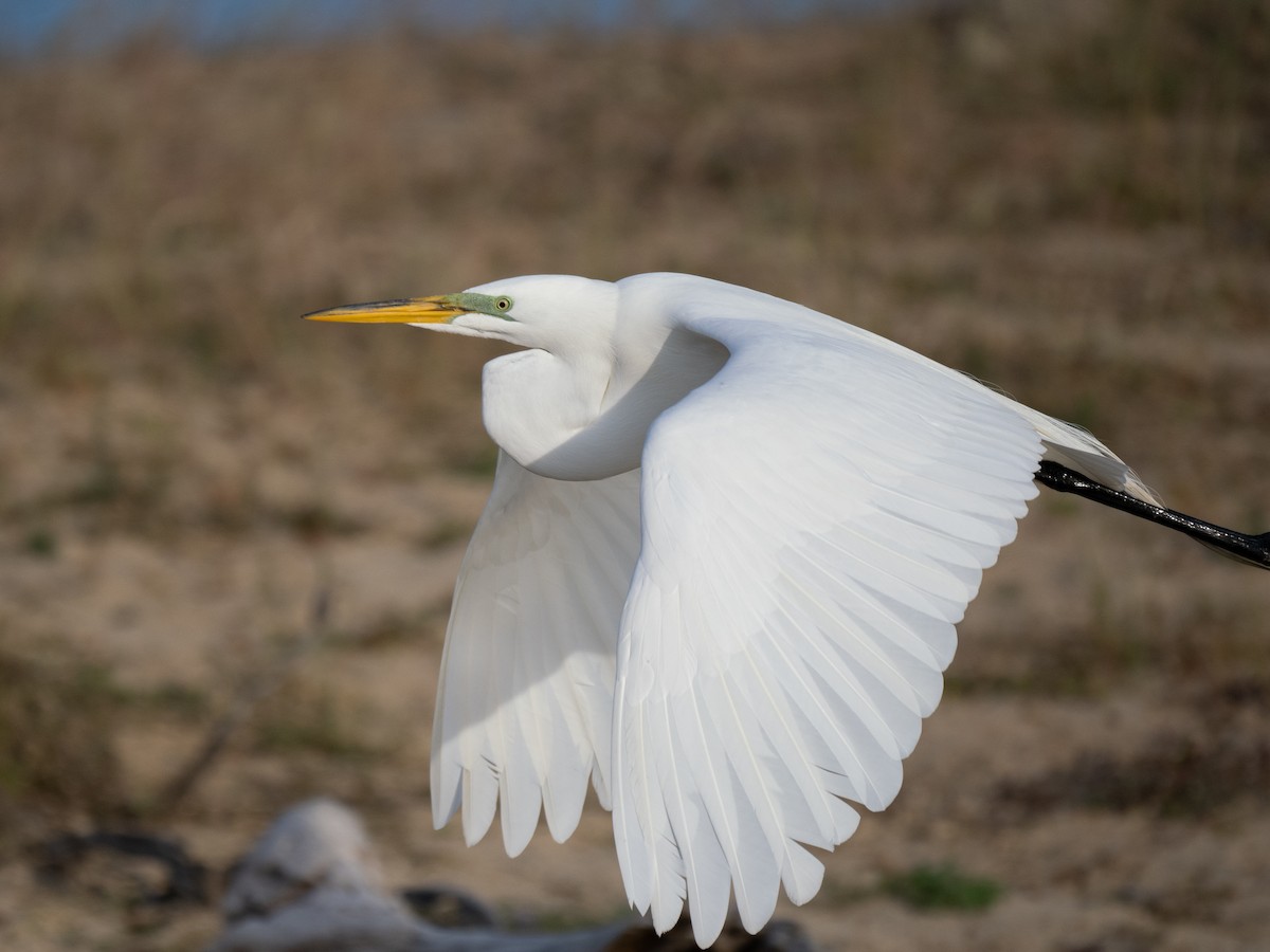 Great Egret - ML617824319