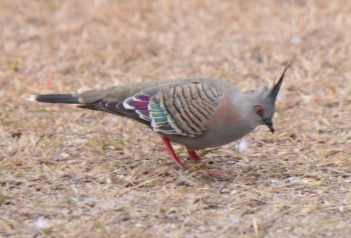 Crested Pigeon - ML617824363