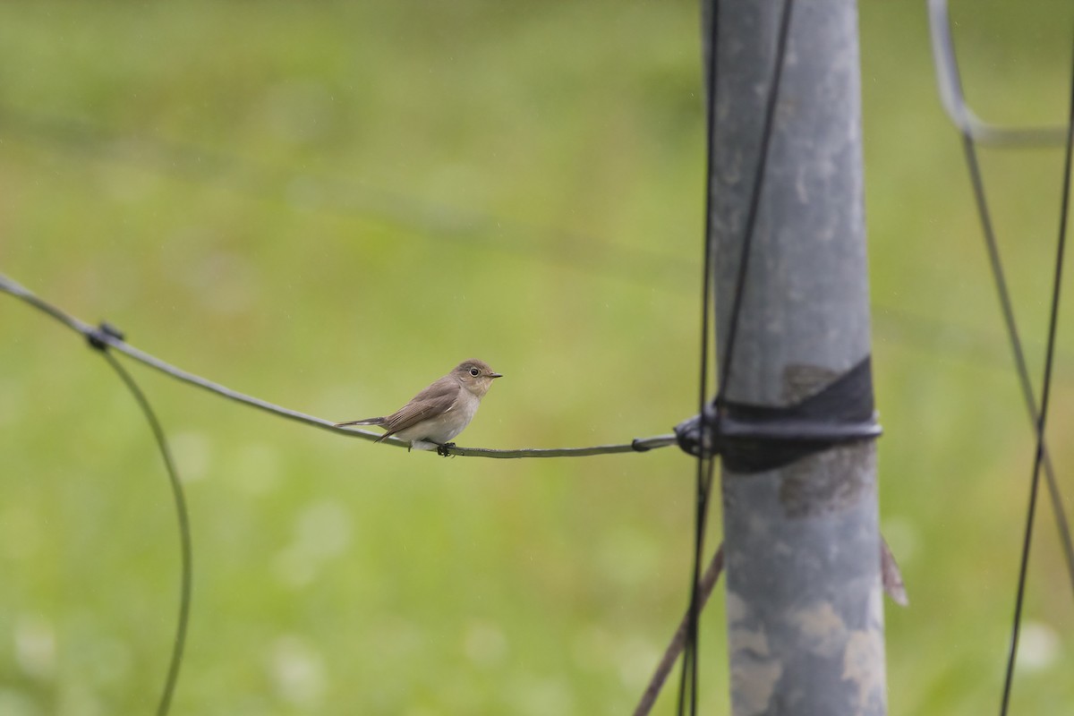 Red-breasted Flycatcher - u7 Liao