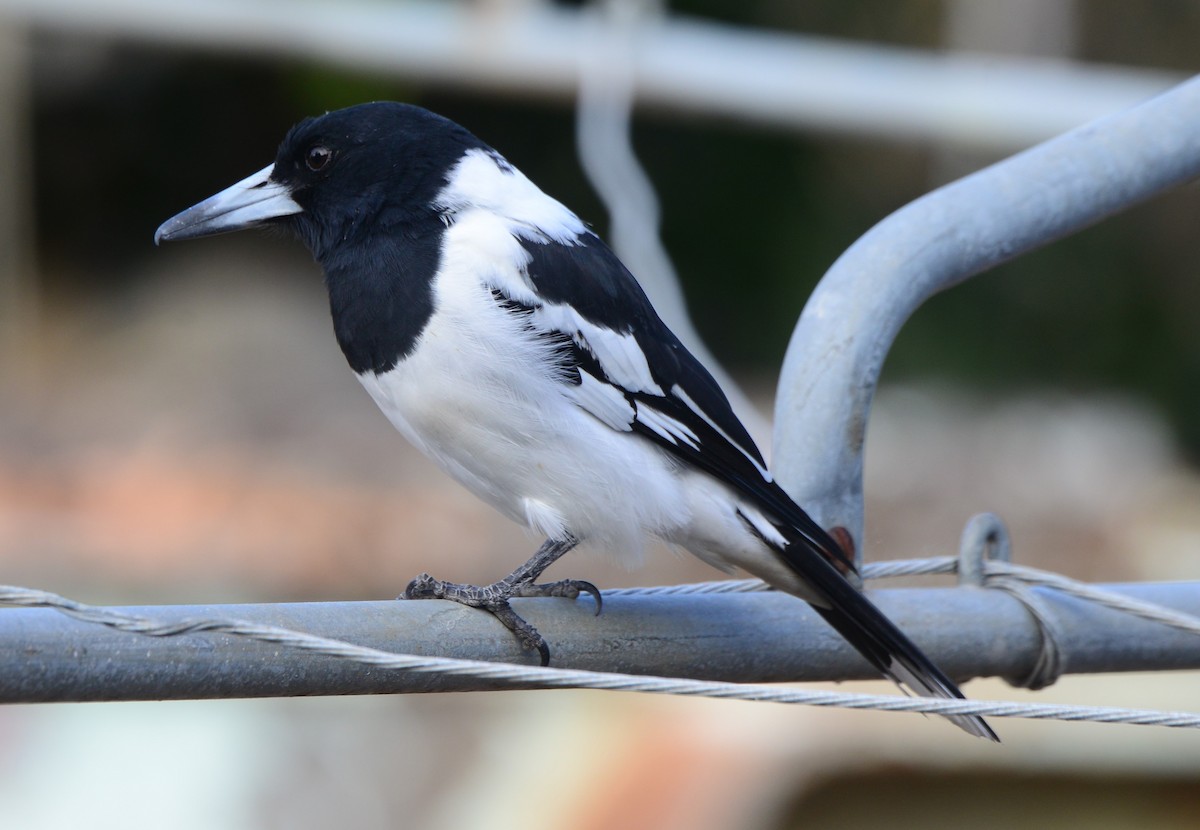 Pied Butcherbird - ML617824397