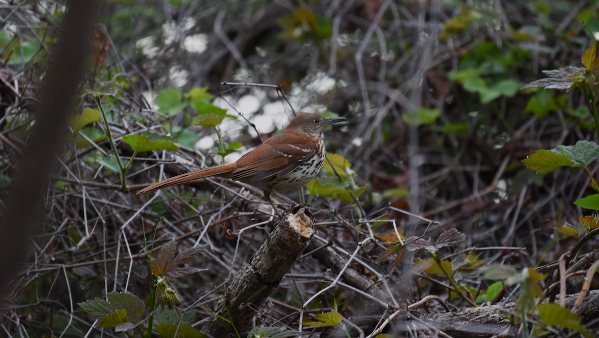 Brown Thrasher - Dan Rauch