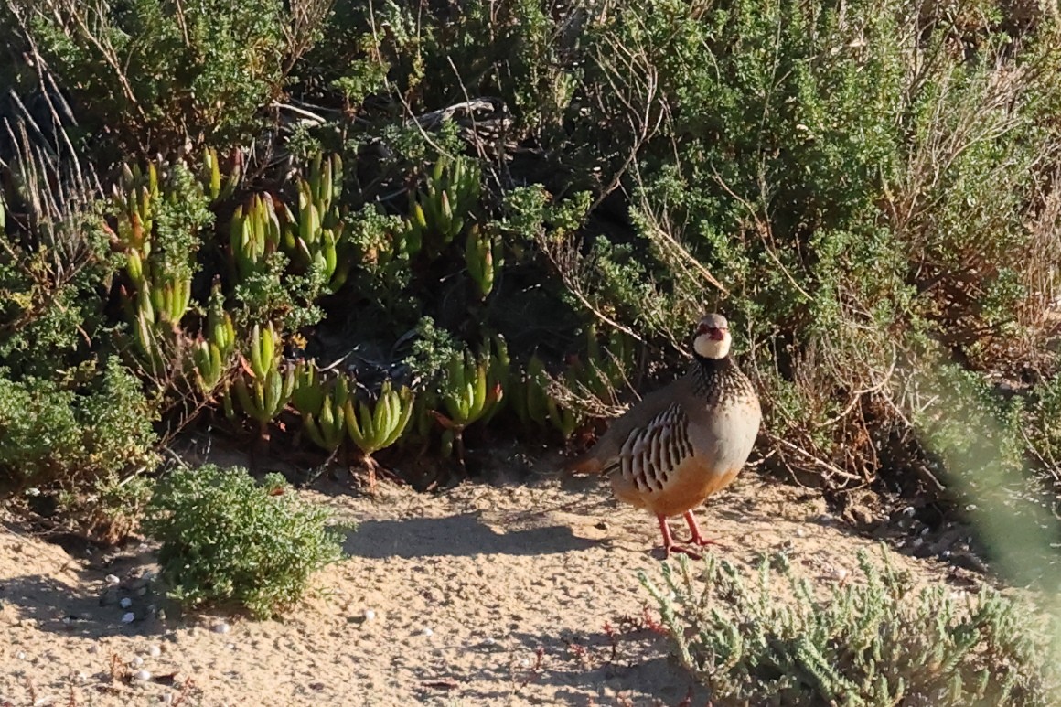 Red-legged Partridge - Jose Leal