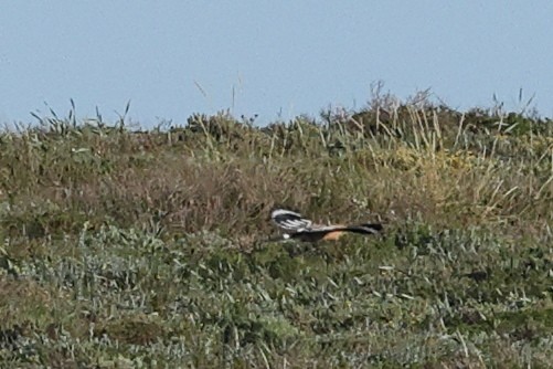 Eurasian Hoopoe - Jose Leal