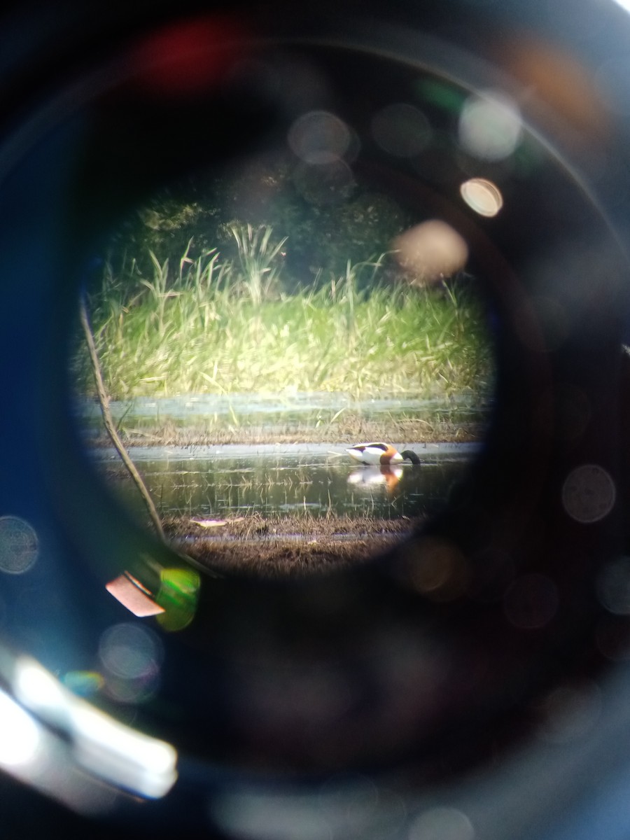 Common Shelduck - Rui Ferreira