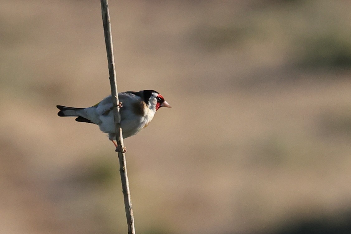 European Goldfinch - Jose Leal