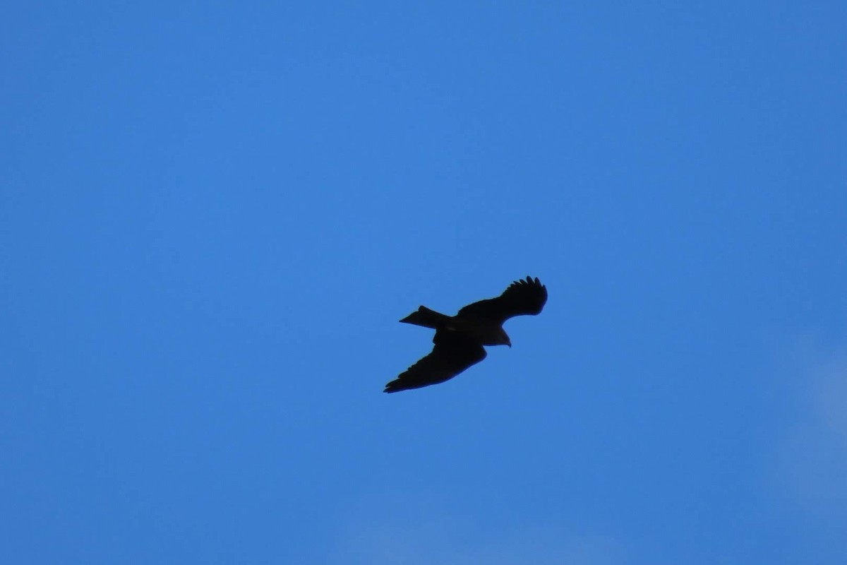 Black Kite - ML617824498