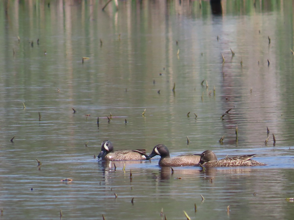 Blue-winged Teal - ML617824505