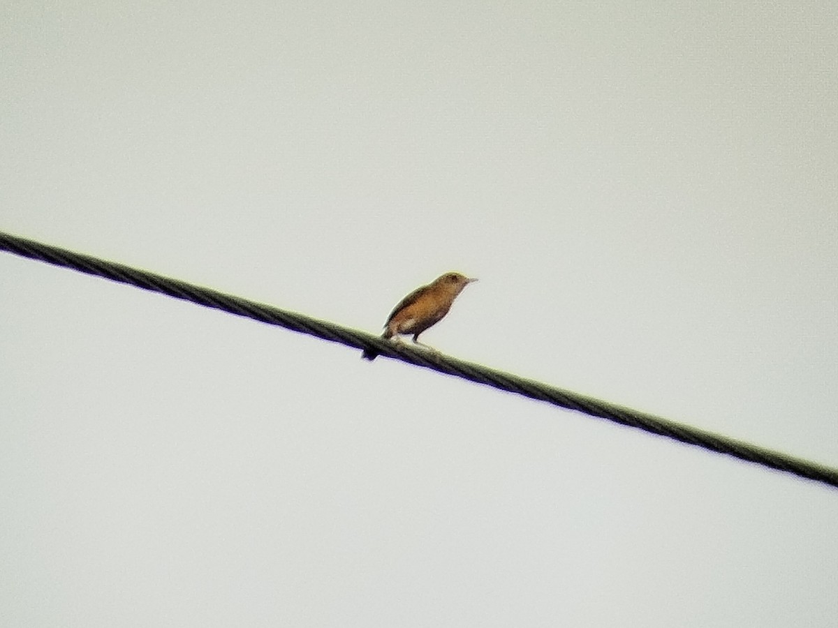 Golden-headed Cisticola - ML617824538