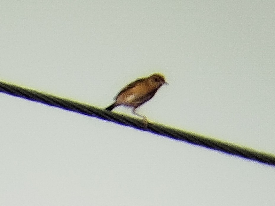 Golden-headed Cisticola - ML617824549