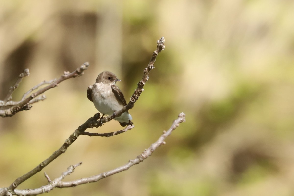 Northern Rough-winged Swallow - ML617824560