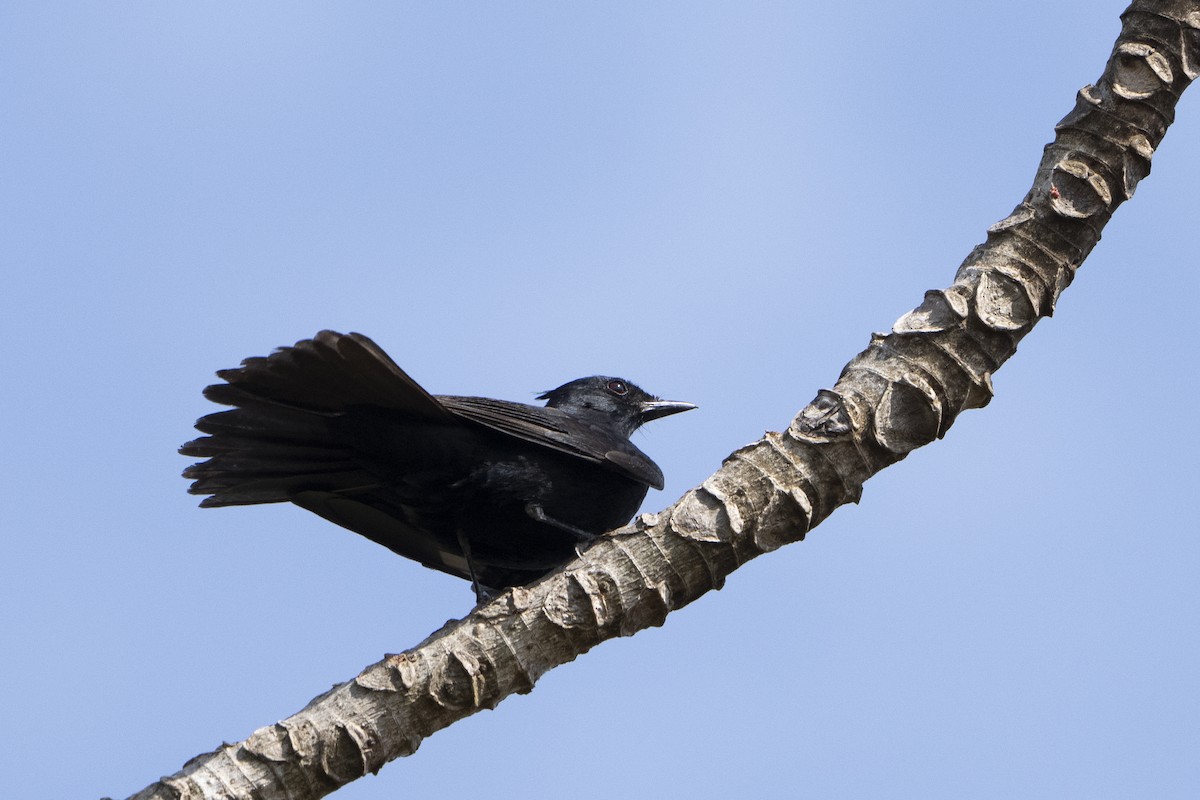 Crested Black-Tyrant - ML617824564