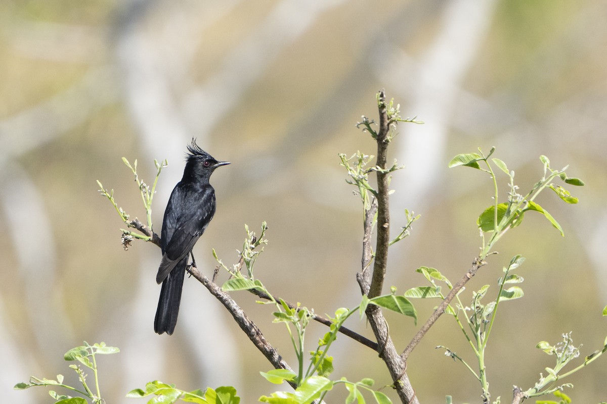 Crested Black-Tyrant - ML617824565