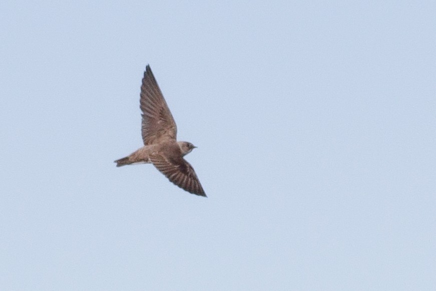 Northern Rough-winged Swallow - ML617824577
