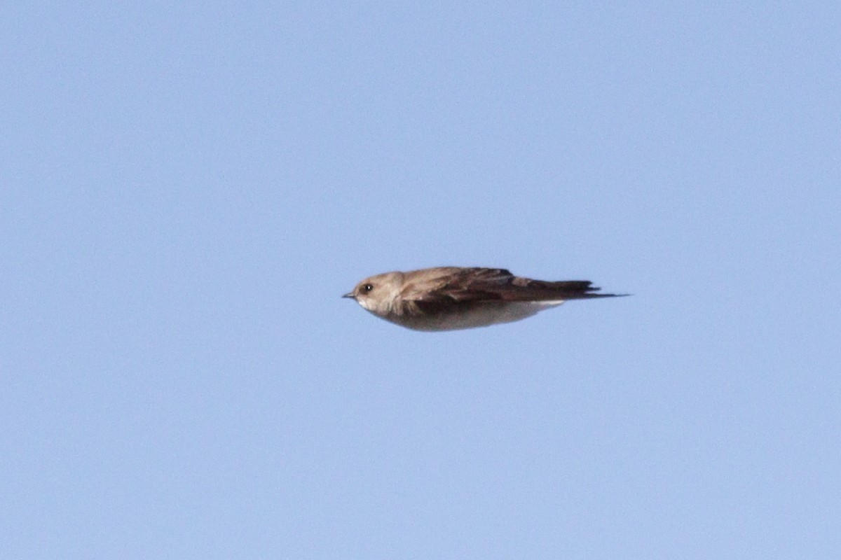 Northern Rough-winged Swallow - ML617824578