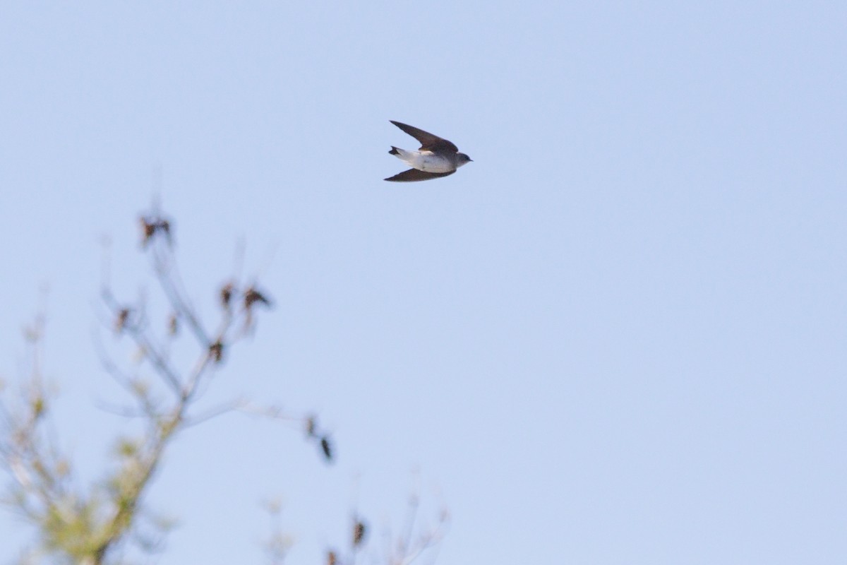 Northern Rough-winged Swallow - ML617824579