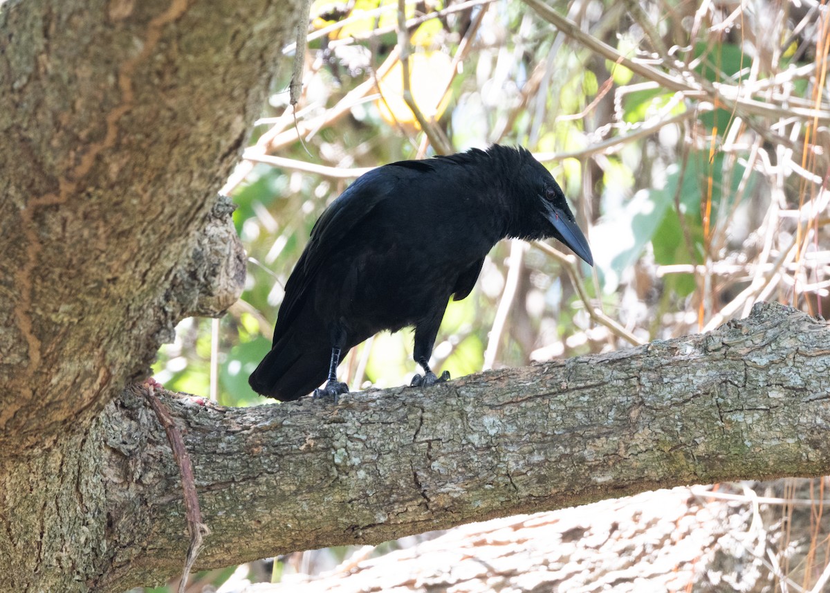 Cuban Crow - Silvia Faustino Linhares