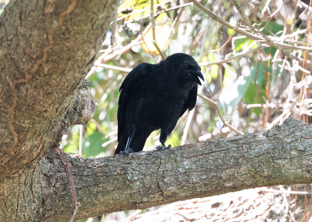 Cuban Crow - Silvia Faustino Linhares