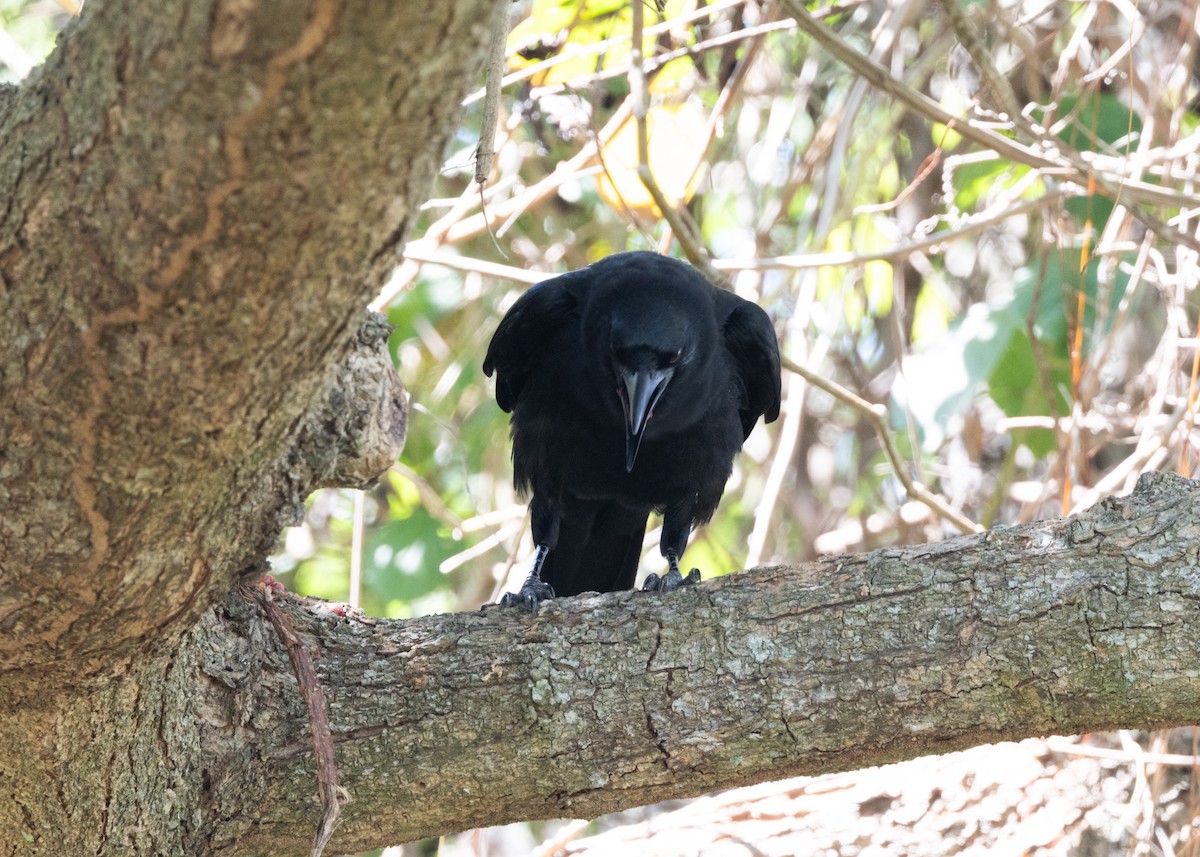 Cuban Crow - ML617824608