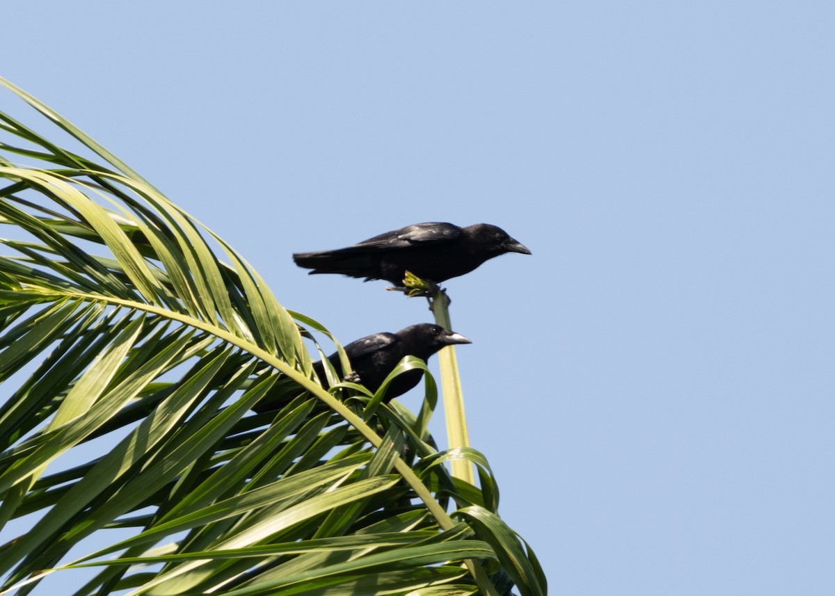 Cuban Palm-Crow - Silvia Faustino Linhares