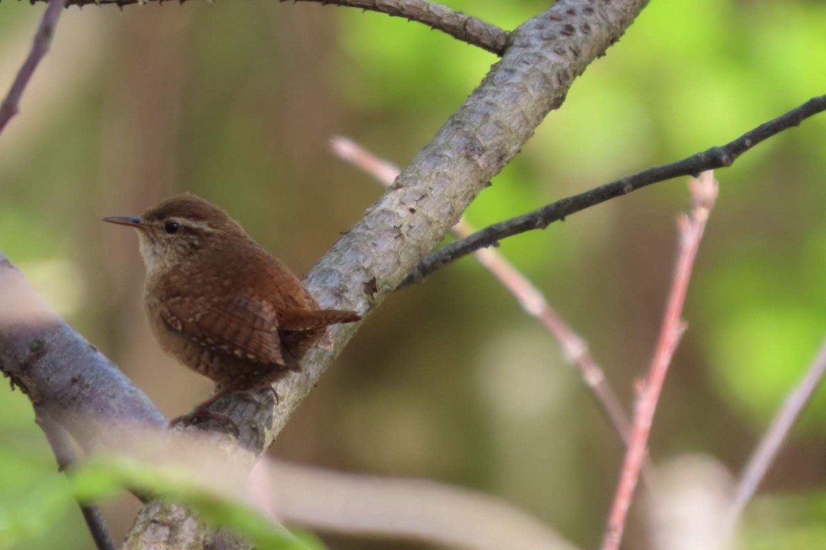 Eurasian Wren - ML617824640