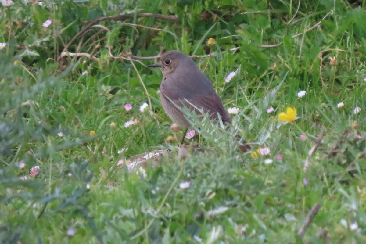 Black Redstart - ML617824661