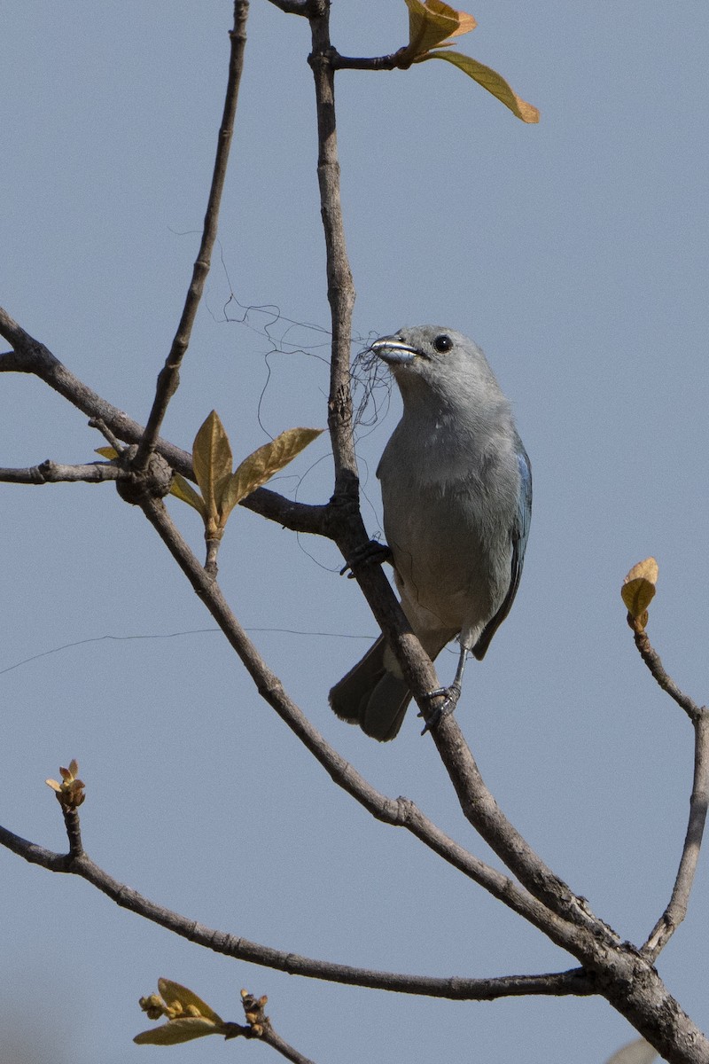 Sayaca Tanager - ML617824670