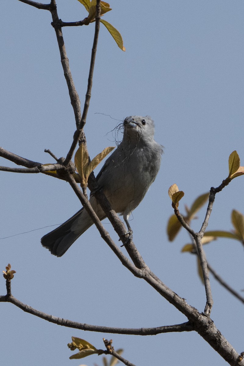 Sayaca Tanager - ML617824671