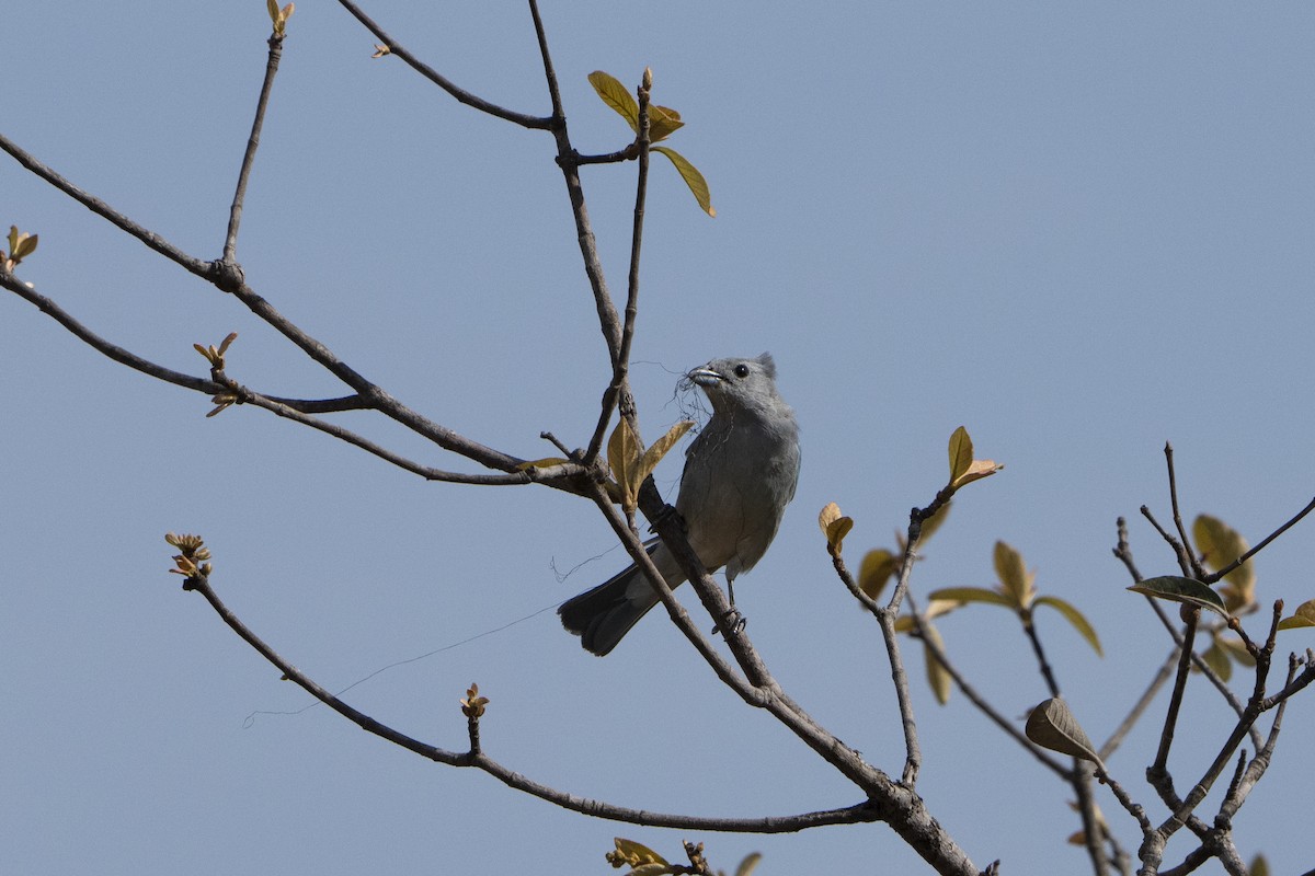 Sayaca Tanager - Kyle Arpke