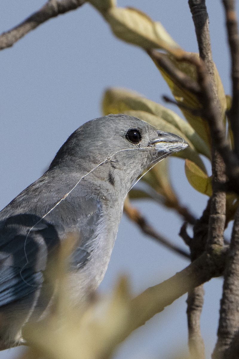 Sayaca Tanager - ML617824680