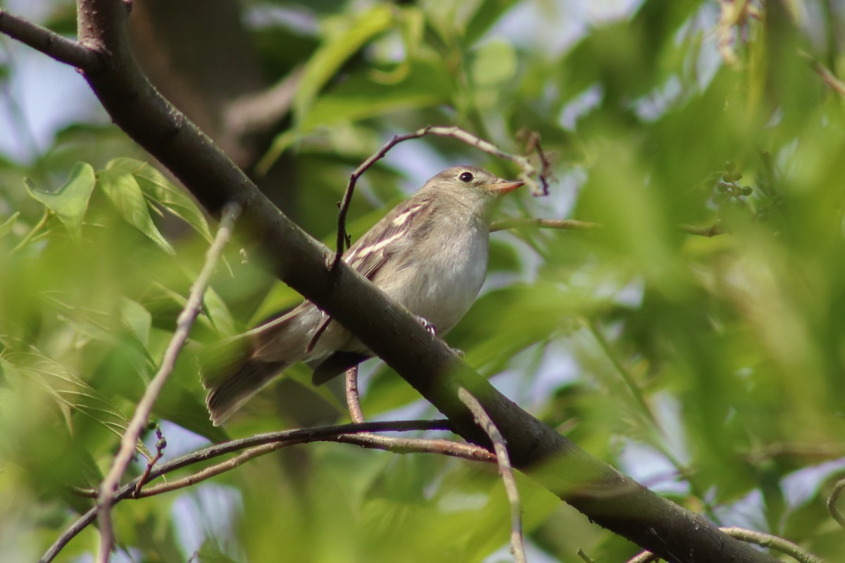 White-crested Elaenia - Leandro Souza