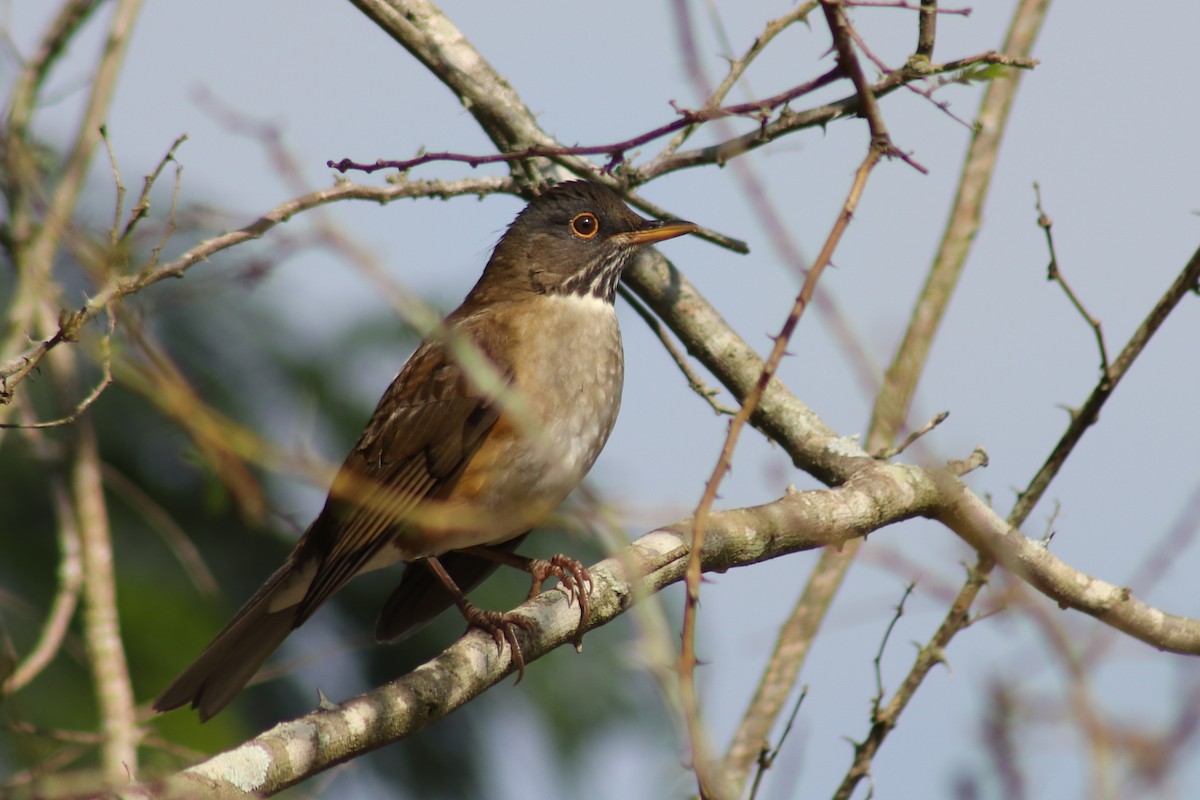 White-necked Thrush - ML617824703