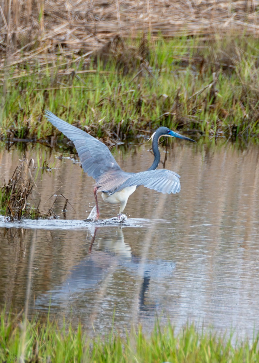 Tricolored Heron - ML617824755