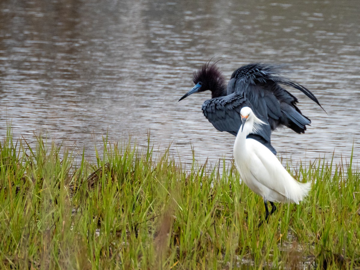 לבנית כחולה קטנה - ML617824763