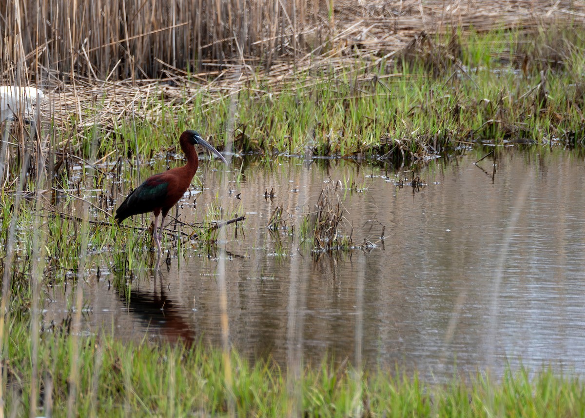מגלן חום - ML617824767