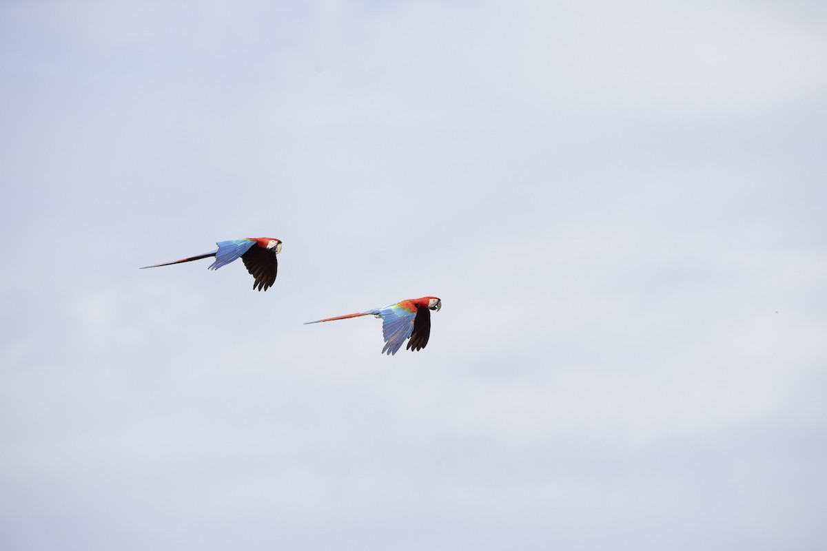 Red-and-green Macaw - ML617824808