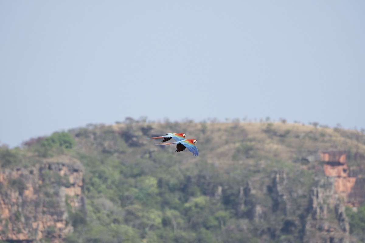 Red-and-green Macaw - ML617824809