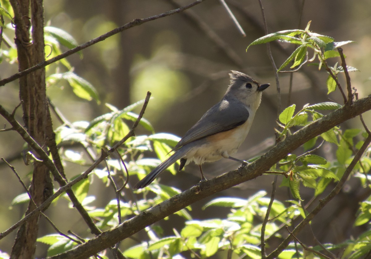 Tufted Titmouse - ML617824822