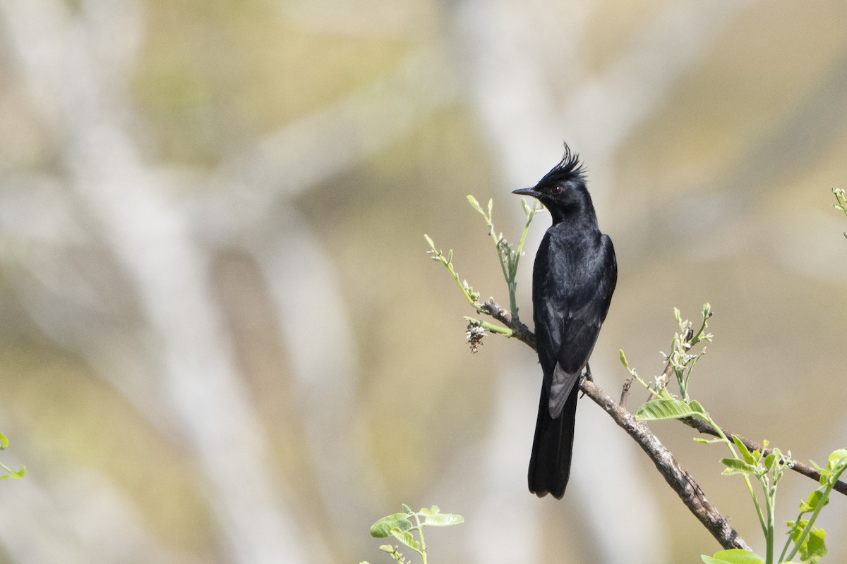 Crested Black-Tyrant - ML617824831