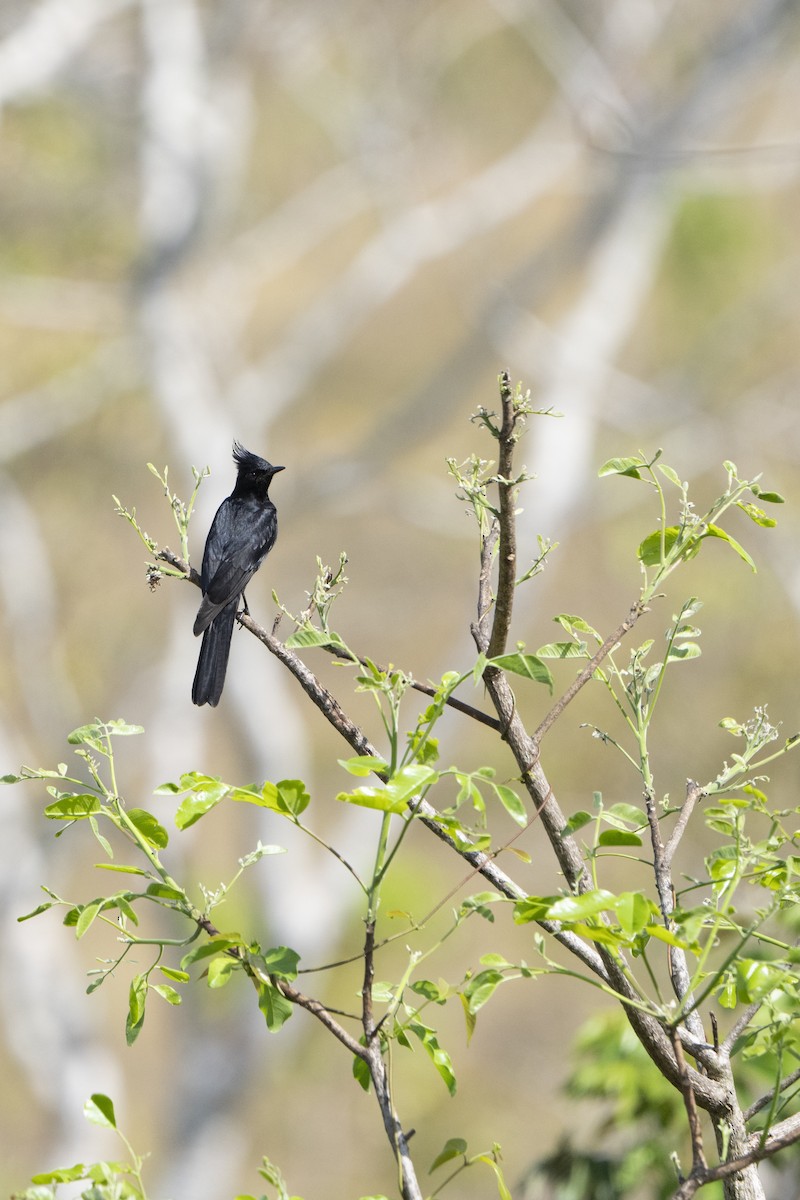 Crested Black-Tyrant - ML617824832