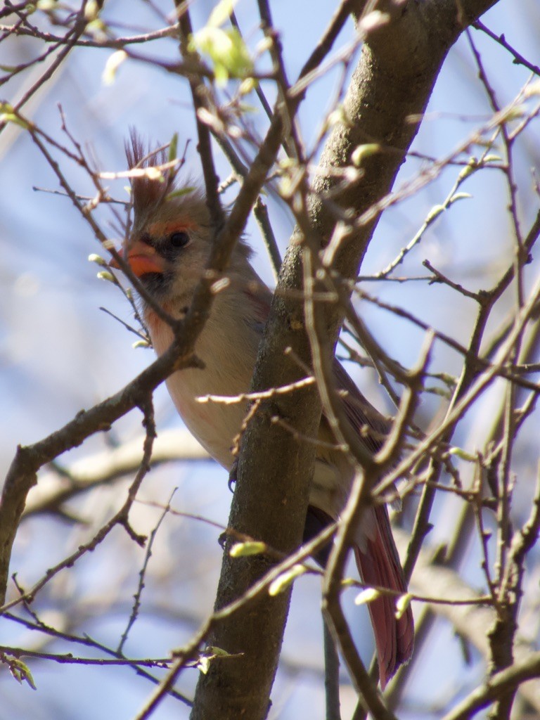 Northern Cardinal - ML617824833