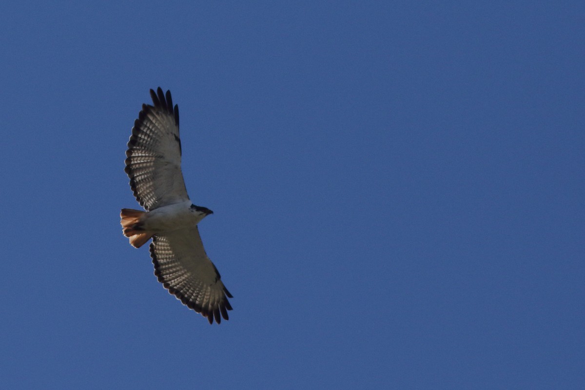 Augur Buzzard - ML617824847