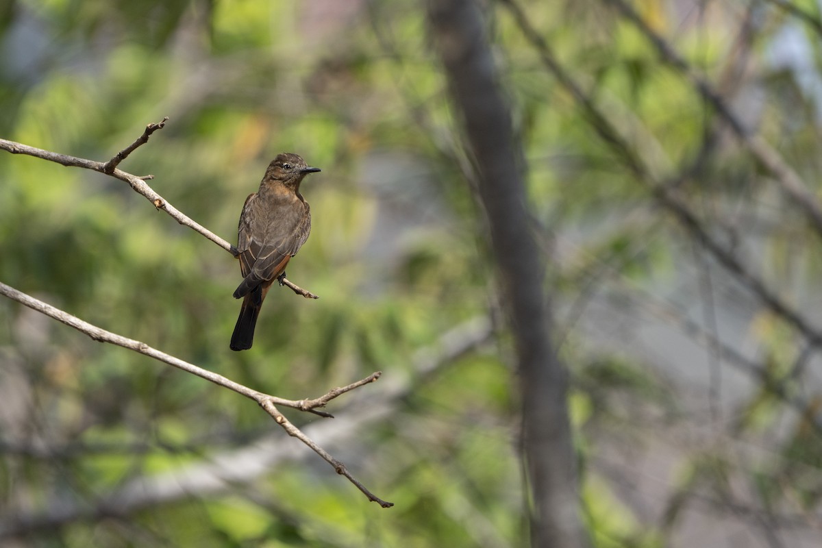 Cliff Flycatcher - Kyle Arpke