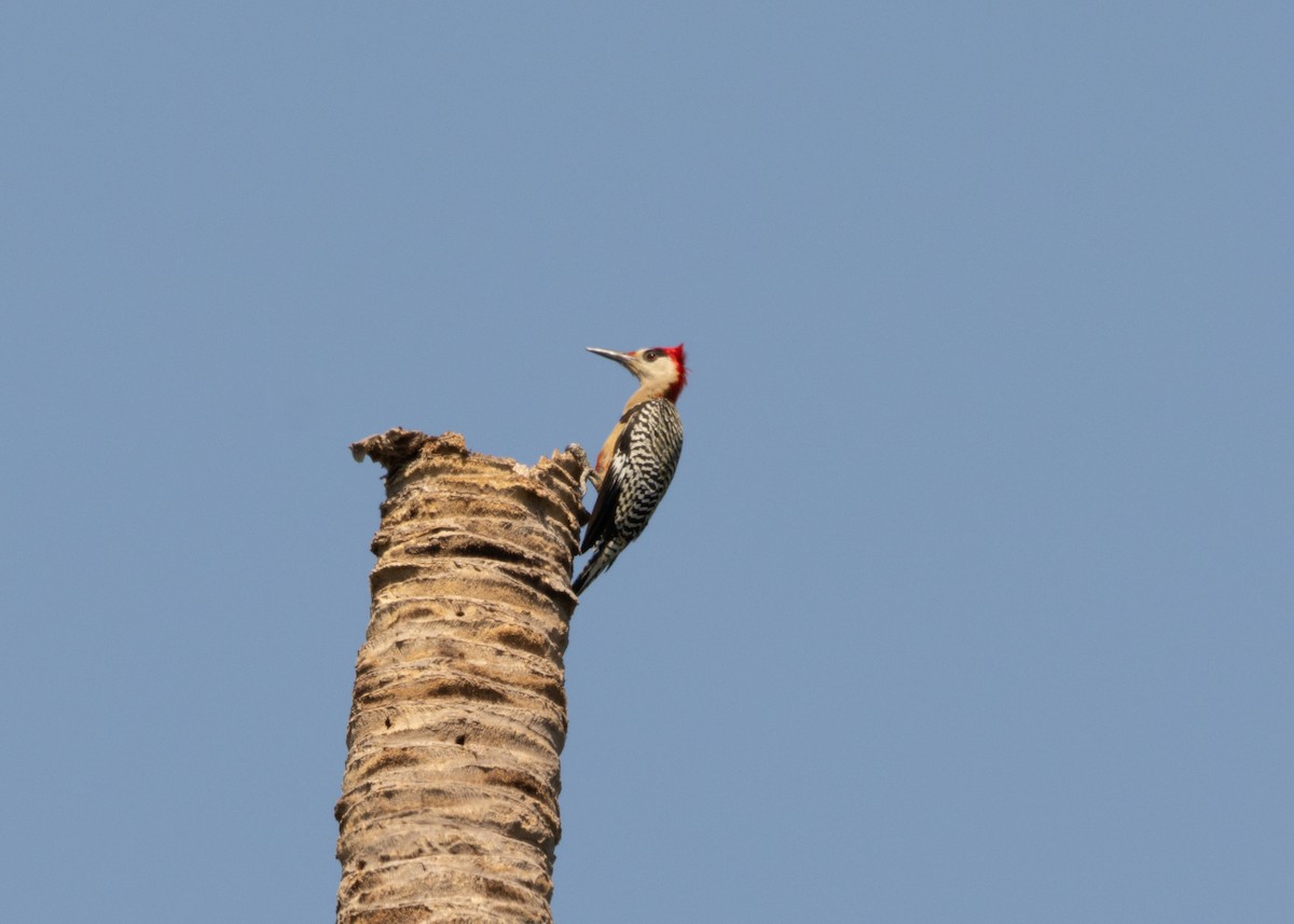 West Indian Woodpecker - Silvia Faustino Linhares