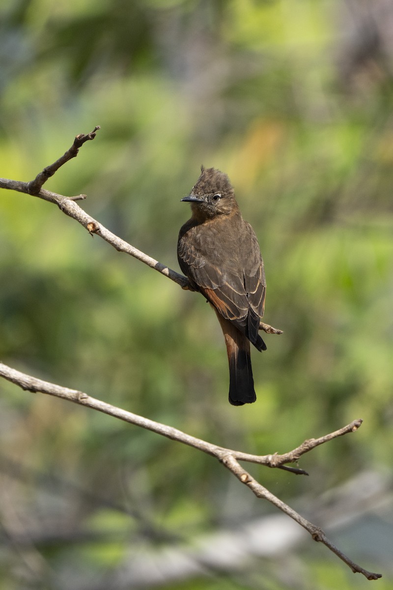 Cliff Flycatcher - Kyle Arpke