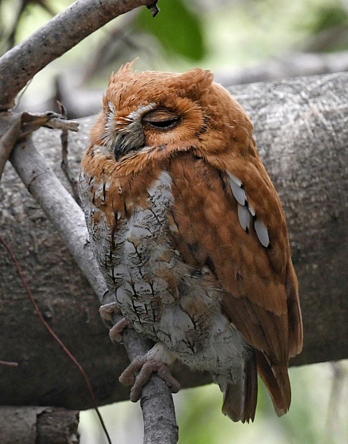 Oriental Scops-Owl - Renuka Vijayaraghavan