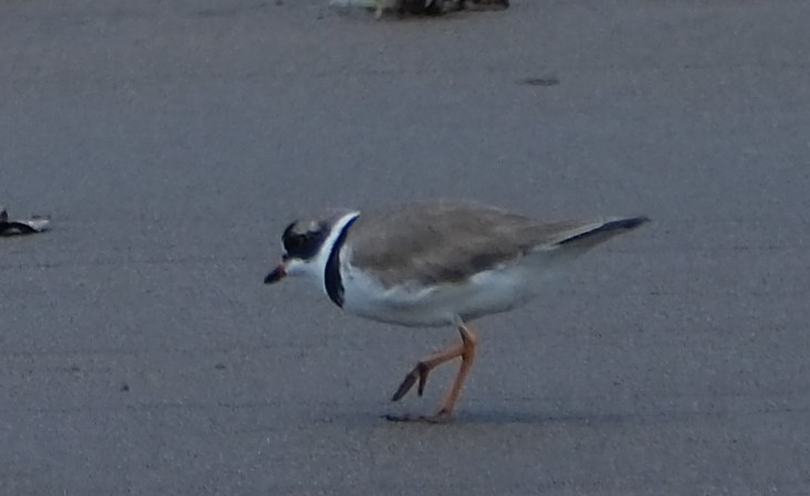 Semipalmated Plover - ML617824925