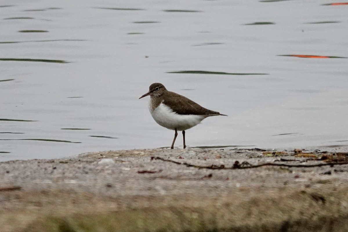 Common Sandpiper - ML617824929