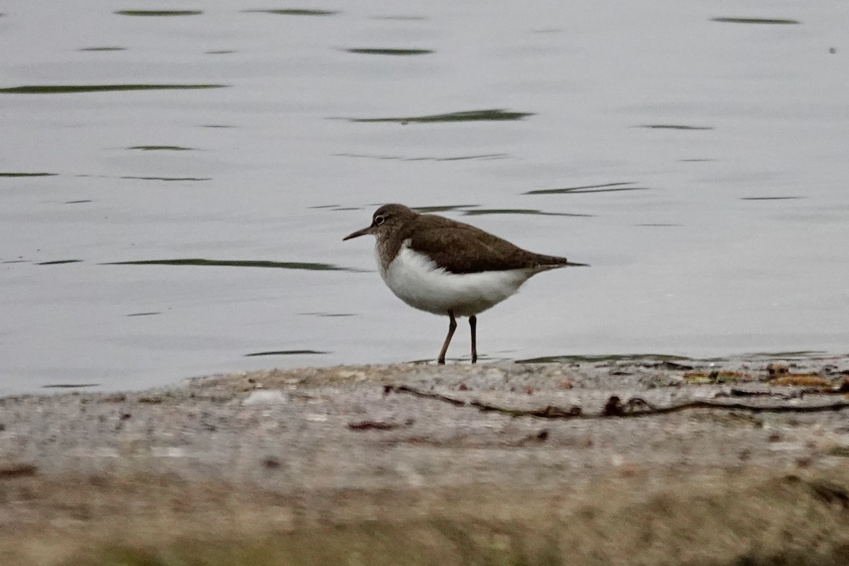 Common Sandpiper - ML617824930