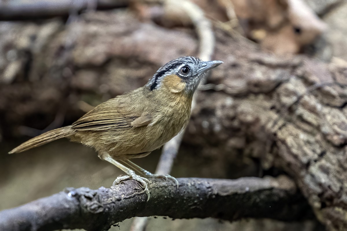 Gray-throated Babbler - ML617825003